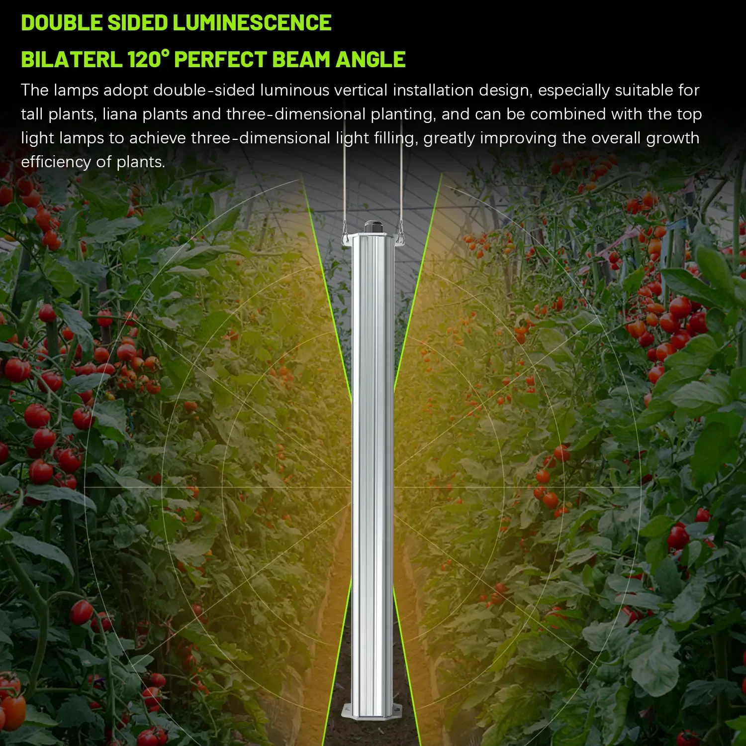 Agriculture Tomato Farming - أفضل إضاءة نمو عمودية مزدوجة الجوانب